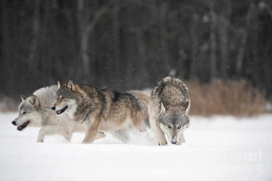 Wolves In Winter Photograph by John Shaw