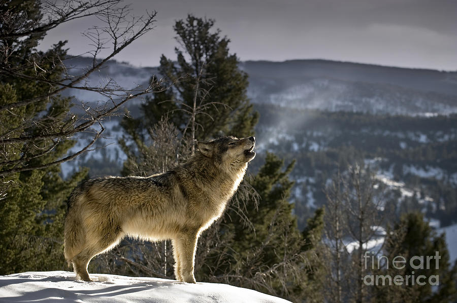 tolerance Bar Resistente Wolves Nature Song Photograph by Wildlife Fine Art