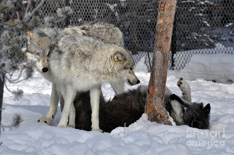 406P Wolves at Play Photograph by NightVisions