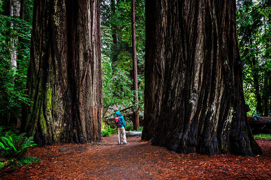 Woman at SG in Jedediah Smith Redwoods State Park, CA Photograph by Peter Burnett