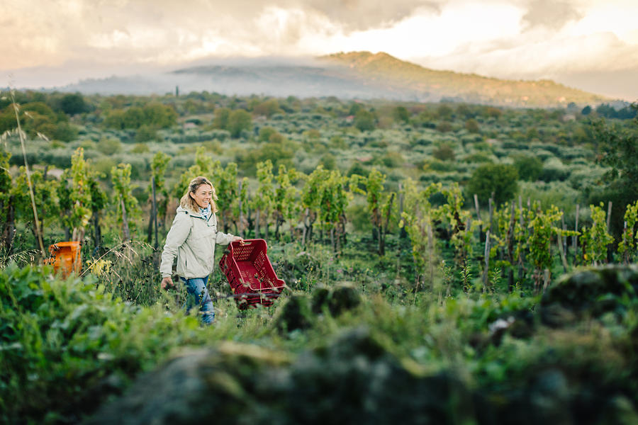 Woman carrying crate in vineyard Photograph by Heshphoto
