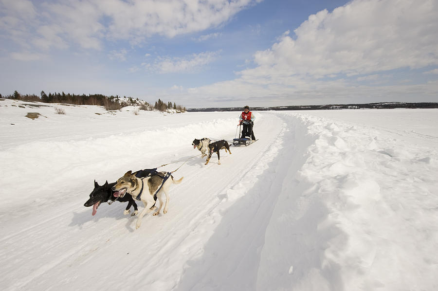 Woman Dogsled Racing in the Arctic, Yellowknife. Photograph by RyersonClark