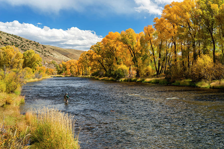 Woman Fly-fishing In The Colorado River by Skibreck