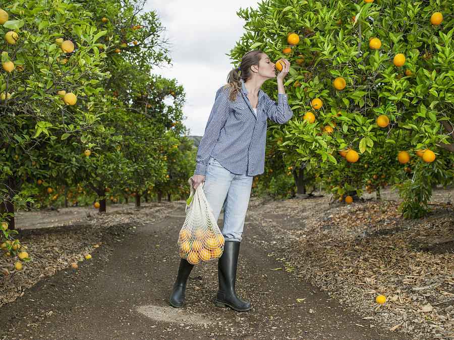 Woman harvesting oranges in grove Photograph by Tony Anderson