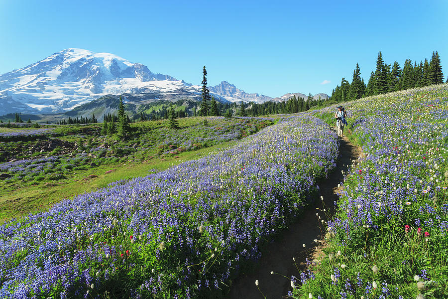 Woman Hiking On Skyline Trail Near Photograph by Stuart Westmorland / Design Pics Woman Hiking On Skyline Trail Near Photograph by Stuart Westmorland / Design Pics