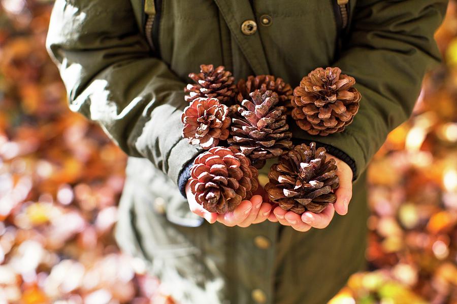 Woman Holding Pine Cones Photograph by Science Photo Library