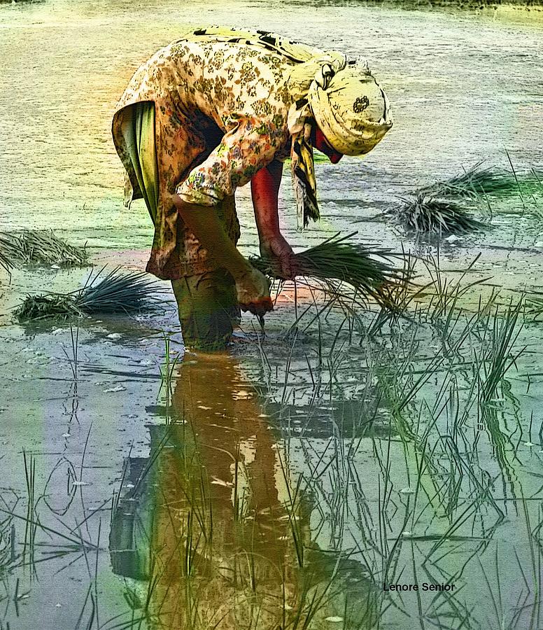 Nature Mixed Media - Woman in the Paddy Fields by Lenore Senior