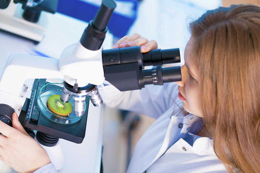 Woman Looking At Kiwi Fruit Under Microscope Photograph by Science Photo Library Woman Looking At Kiwi Fruit Under Microscope Photograph by Science Photo Library