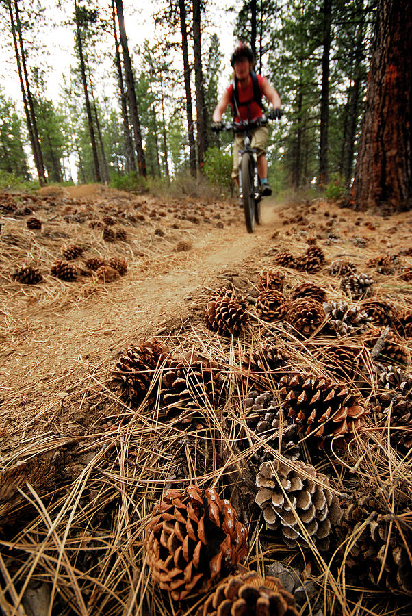 Woman Mountain Biking. Bend, Oregon, Usa Photograph by Rich Wheater Woman Mountain Biking. Bend, Oregon, Usa Photograph by Rich Wheater