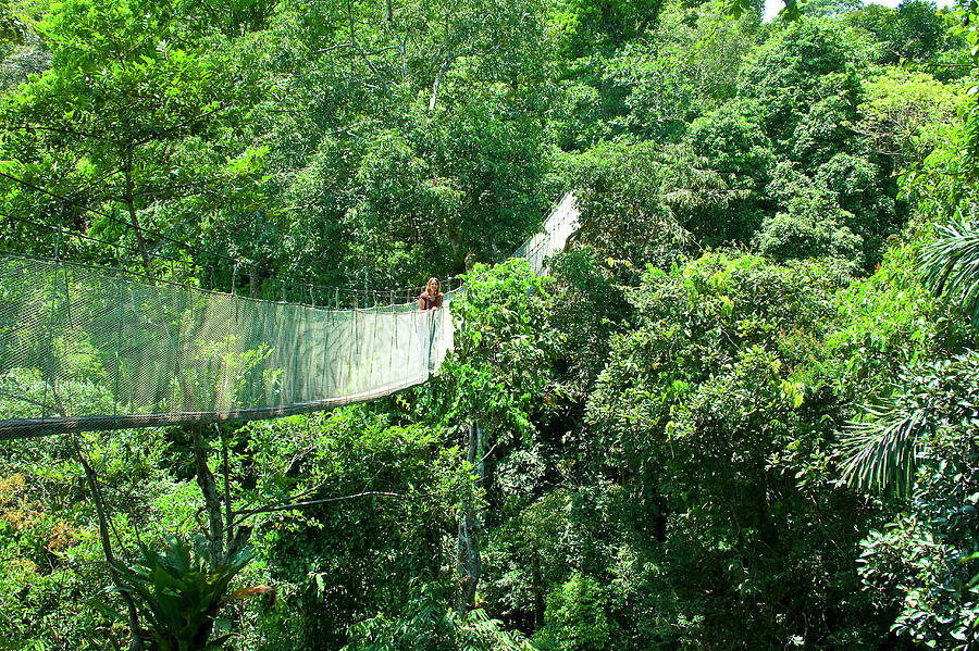 Jungle Photograph - Woman On A Canopy Walkway by Miva Stock