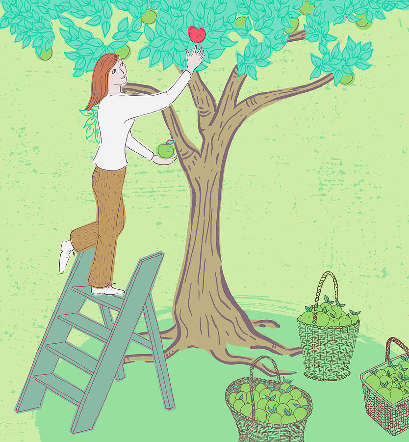 Woman Picking Green Apples And Reaching Photograph by Ikon Ikon Images