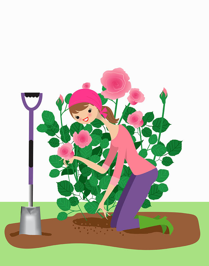 Woman Planting Rose Bush In Garden Photograph by Ikon Ikon Images