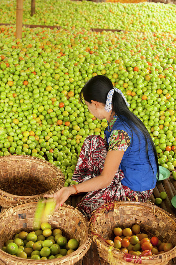 Woman Sorting Apples, Inle Lake, Shan Photograph by Cultura Rm Exclusive/yellowdog