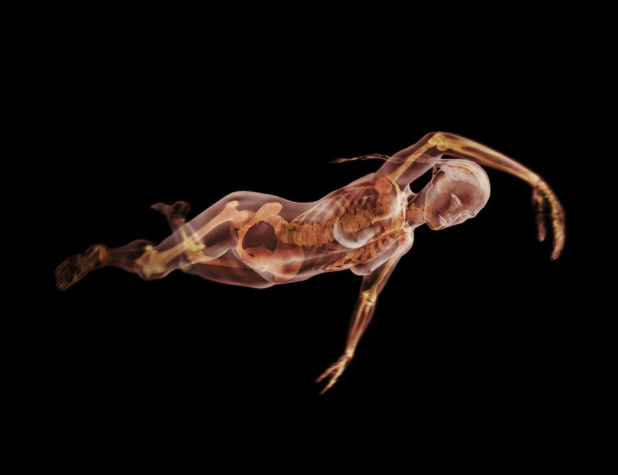 Woman Swimming Photograph by Anatomical Travelogue