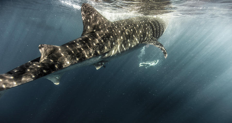 Woman Swimming With Whale Shark Photograph by Tyler Stableford