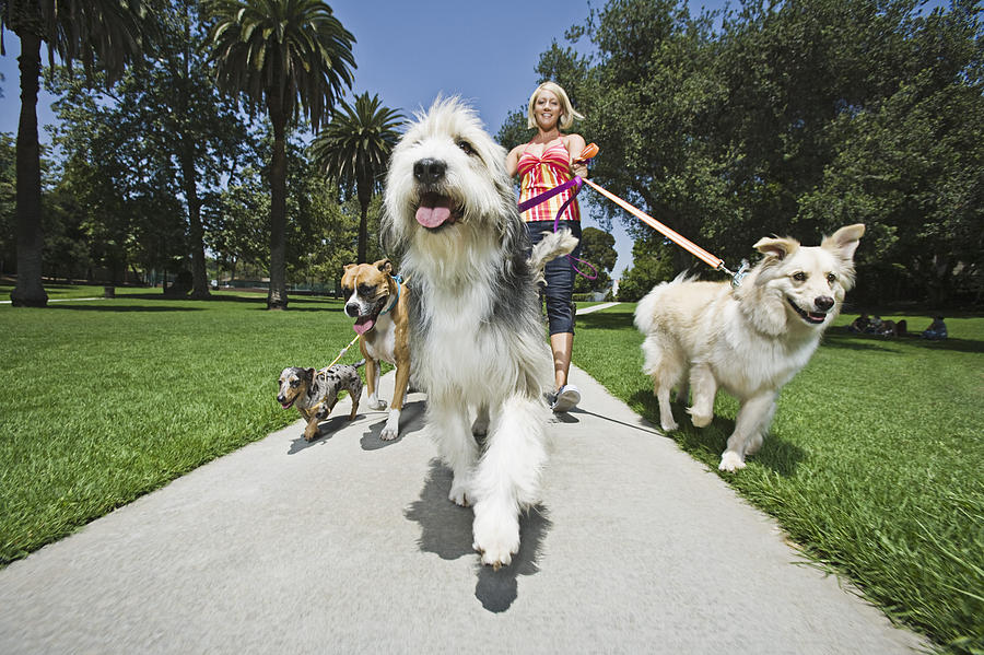 Woman walking several dogs Photograph by Brand X Pictures
