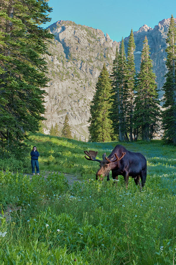 Moose Photograph - Woman Watching Bull Moose, Albion by Howie Garber