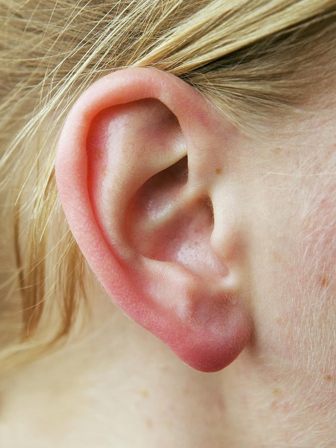 Woman s Ear by Gustoimages science Photo Library