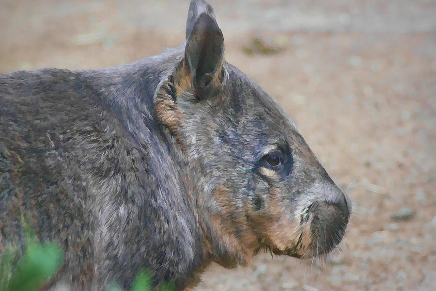 Wombat Profile Digital Art by Photographic Art by Russel Ray Photos