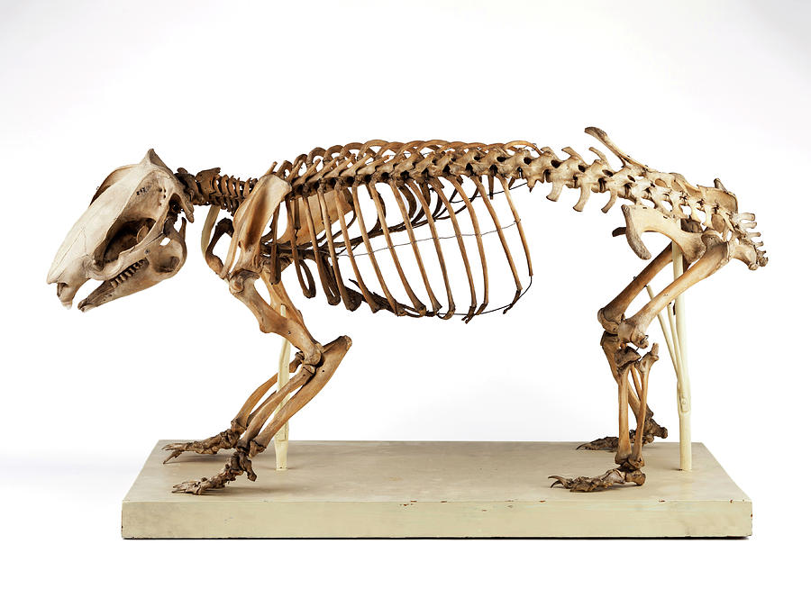 Still Life Photograph - Wombat Skeleton by Ucl, Grant Museum Of Zoology