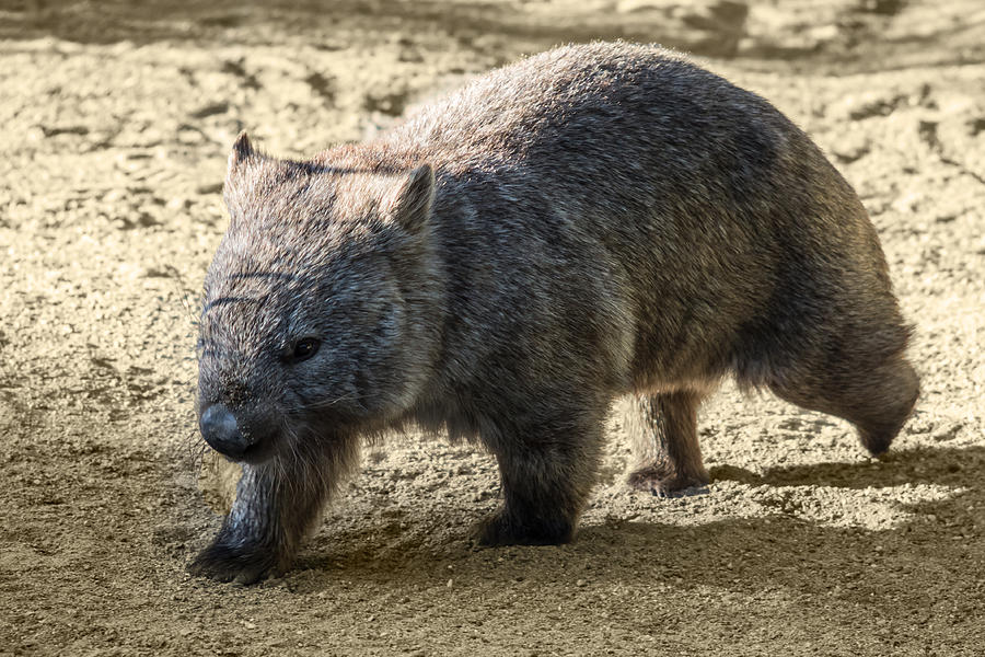 Wombat Photograph - Wombat Walk by Michael  Podesta 