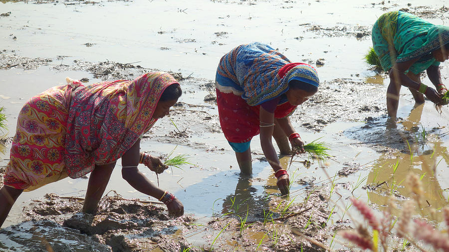 Women harvesting rice Photograph by Diane Lent
