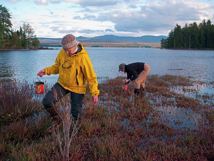 Rangeley Photograph - Women Pick Wild Cranberries Oxycoccus by John Orcutt