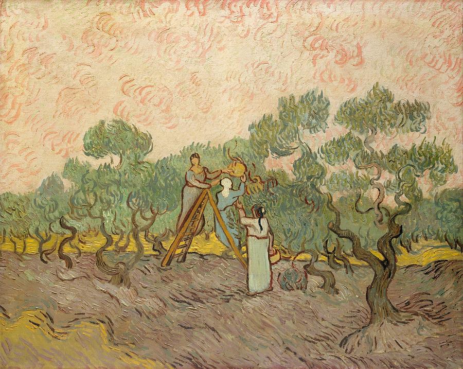 Vincent Van Gogh Painting - Women Picking Olives by Vincent van Gogh
