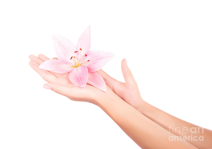 Womens arm holding pink lily flower Photograph by Anna Om