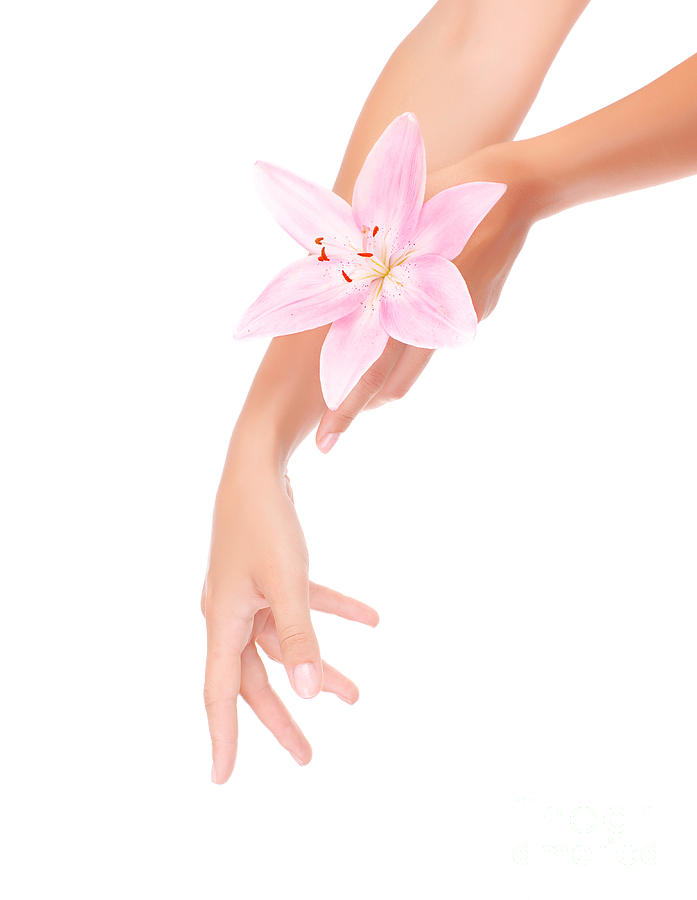 Womens hands with pink lily Photograph by Anna Om