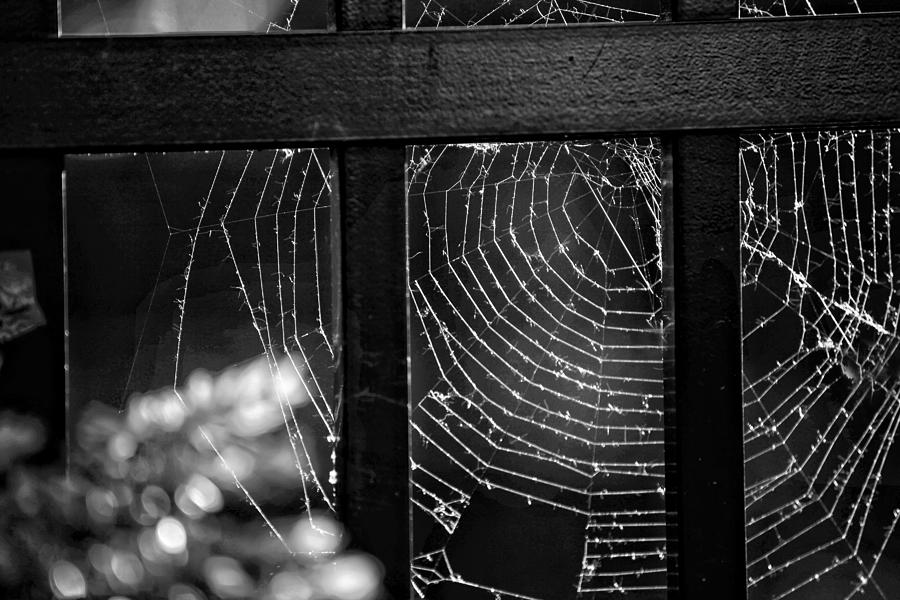 Fall Photograph - Wonder Web by Carrie Ann Grippo-Pike