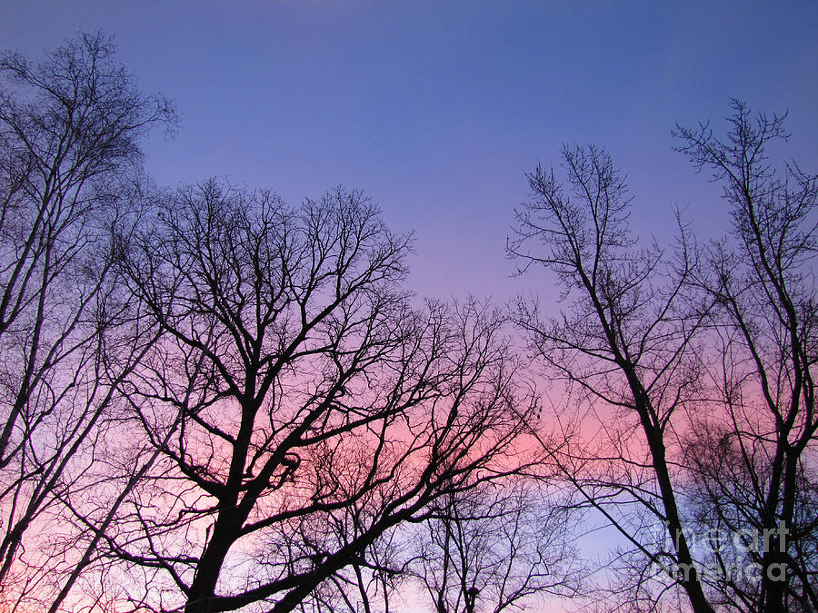 Nature Photograph - Wonderful Colorful Sunrise Silhouetted Trees by Adri Turner