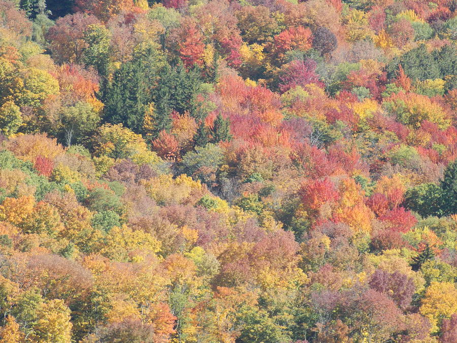 Wonderful Fall Foliage 1 Photograph by Nina Kindred