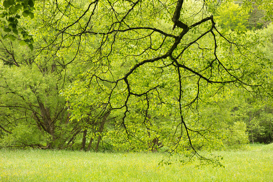 Wonderful Green Colors Of Spring Photograph
