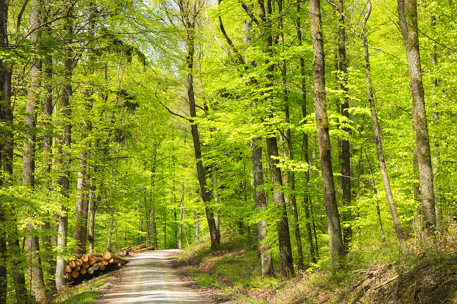 Wonderful Green Forest In Spring Photograph