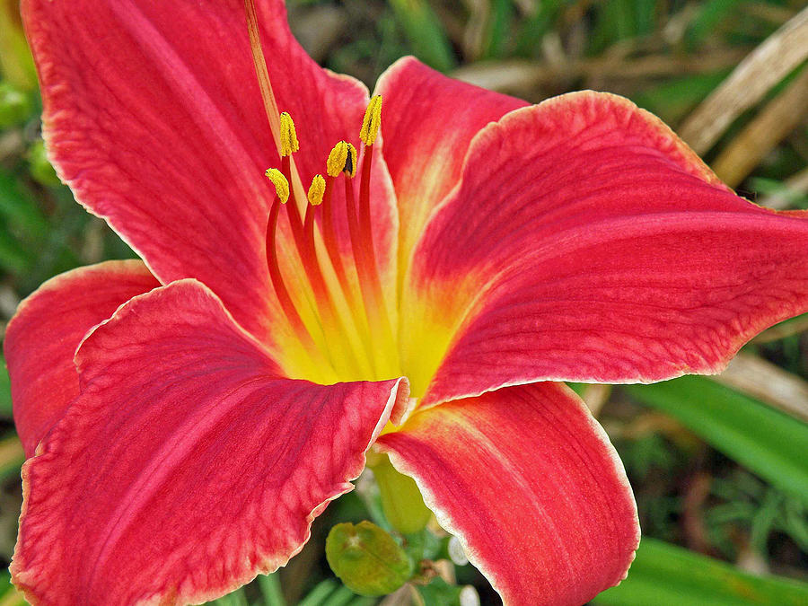 Lily Photograph - Wonderful Lily by Jean Hall