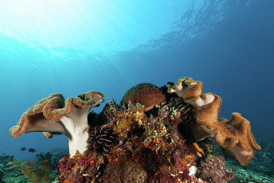 Wonderful Sea Life Bouquet, Pura Photograph by Ifish