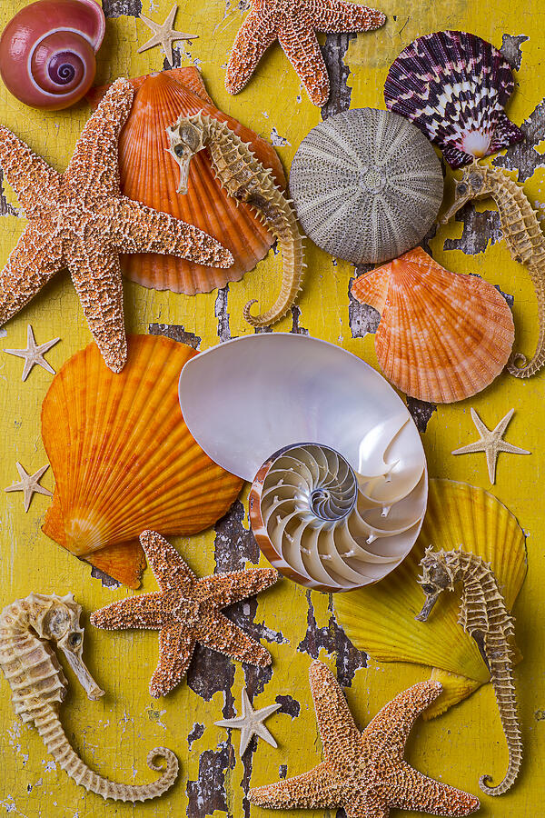 Shell Photograph - Wonderful sea life by Garry Gay