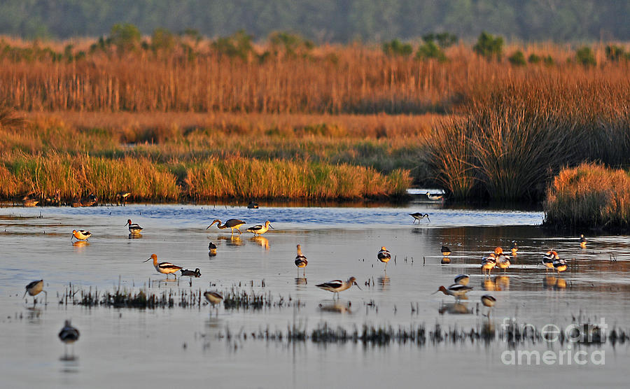 Wading Birds Photograph - Wonderful Wetlands by Al Powell Photography USA