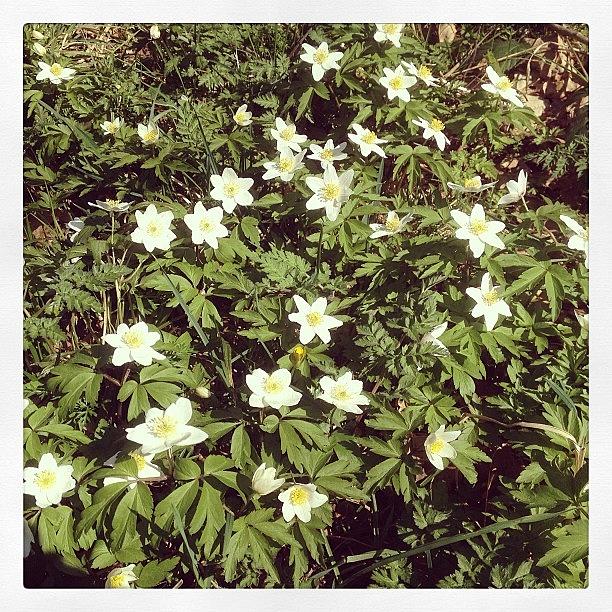 Wonderful Wood Anemone Are Out In Bloom Photograph by Emma Warrener
