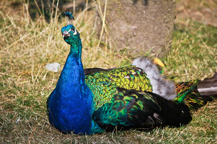 Wondering male peacock Photograph by Eti Reid