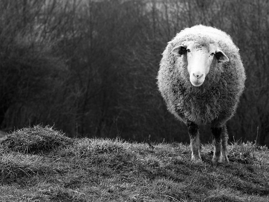 Sheep Photograph - Wondering Sheep by Ajven