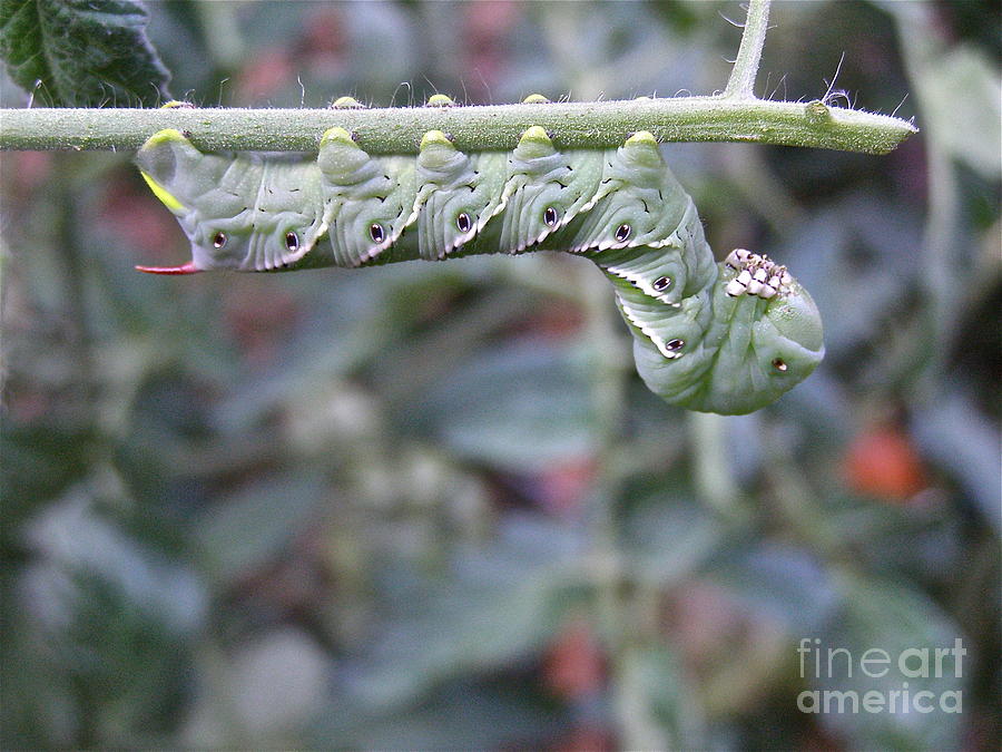 Caterpillar Photograph - Wonderland by LeLa Becker