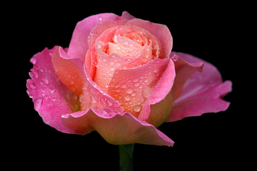 Rose Photograph - Wonderment by Doug Norkum