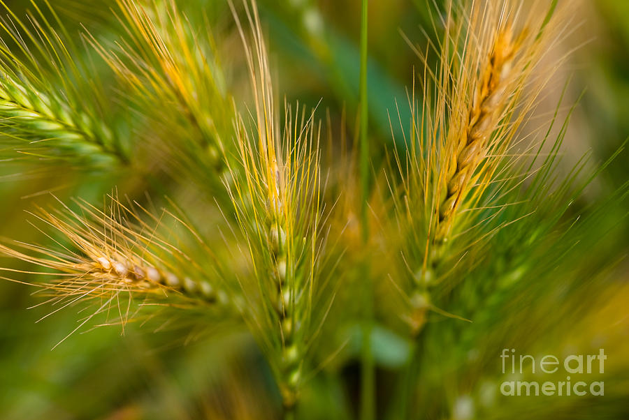 Wonderous Wild Wheat Photograph by Venetta Archer