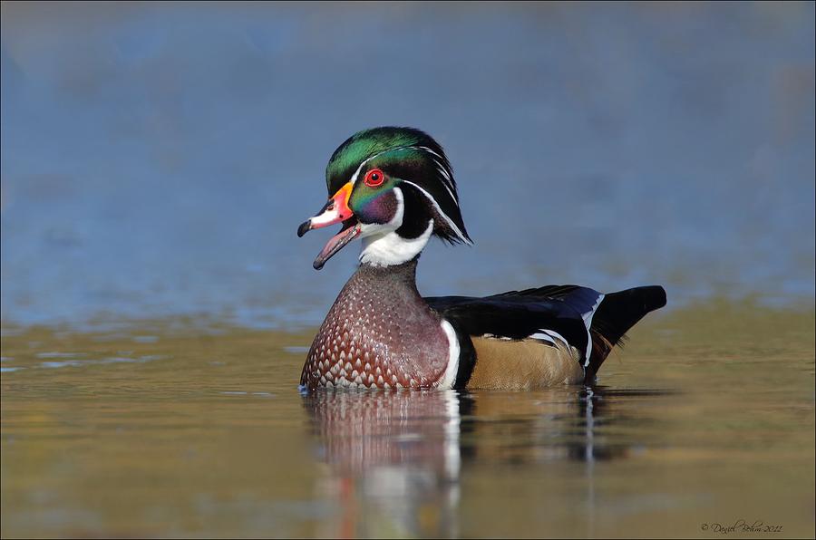 Woo Duck Calling Photograph by Daniel Behm