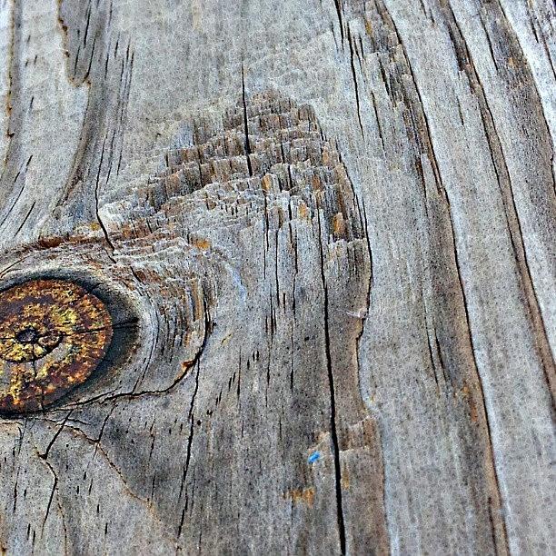 Wood / Knot / Grain Photograph by Elisa Franzetta