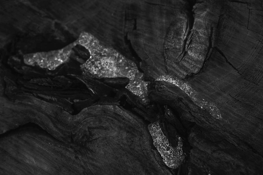 Wood and Ice black and white Photograph by Toni Hopper