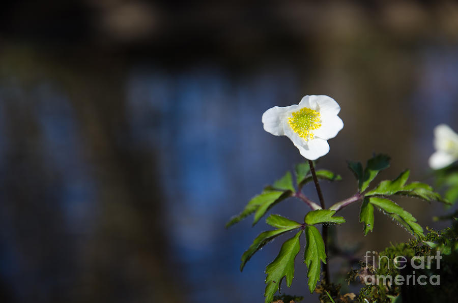 Wood Anemone At Water Background Photograph