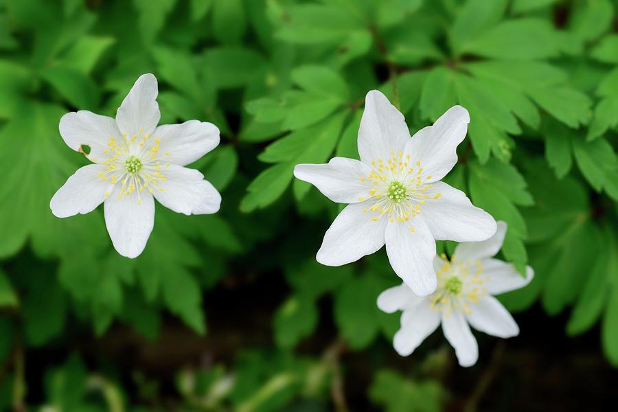 Wood Anemone Flowers Photograph by D C Robinson/science Photo Library ...